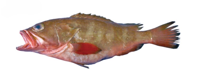 Fish 1